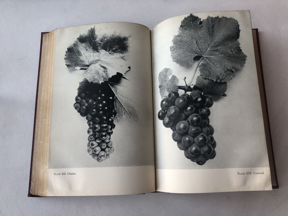 Vintage 1945 Grapes Wines Home Vineyards HC Book Photographs Viniculture Recipes